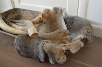 Prachtige konijnenhuid #12