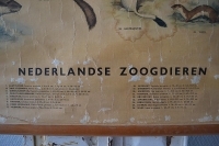 Schoolplaat “Nederlandse Zoogdieren”