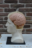 Anatomisch model hersens