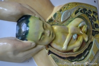 Anatomische plaat “De Bevalling”