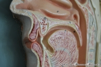 Anatomisch model hoofd