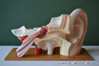 Anatomisch model oor