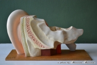Anatomisch model oor
