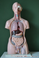 Vintage anatomisch model