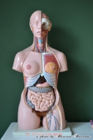 Vintage anatomisch model