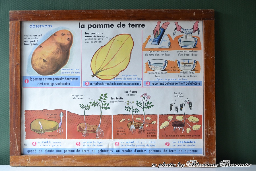 Schoolplaat, La Pomme de Terre & L'Huile