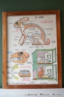 Schoolplaat, Le Lapin & Les Insectivores