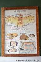 Schoolplaat, Le Lapin & Les Insectivores