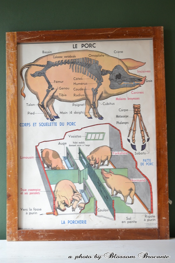 Schoolplaat, Le Porc & Le Chat