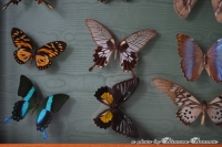 Natuurlijk schilderij vlinders