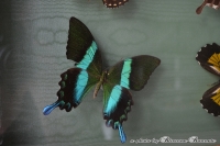 Natuurlijk schilderij vlinders