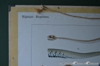 Oude schoolplaat “Reptiliën”