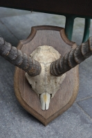 Impala / Antilope gewei