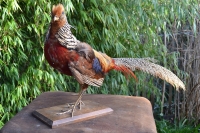 Sierlijke Goud fazant