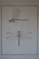 Wandkaart libelle