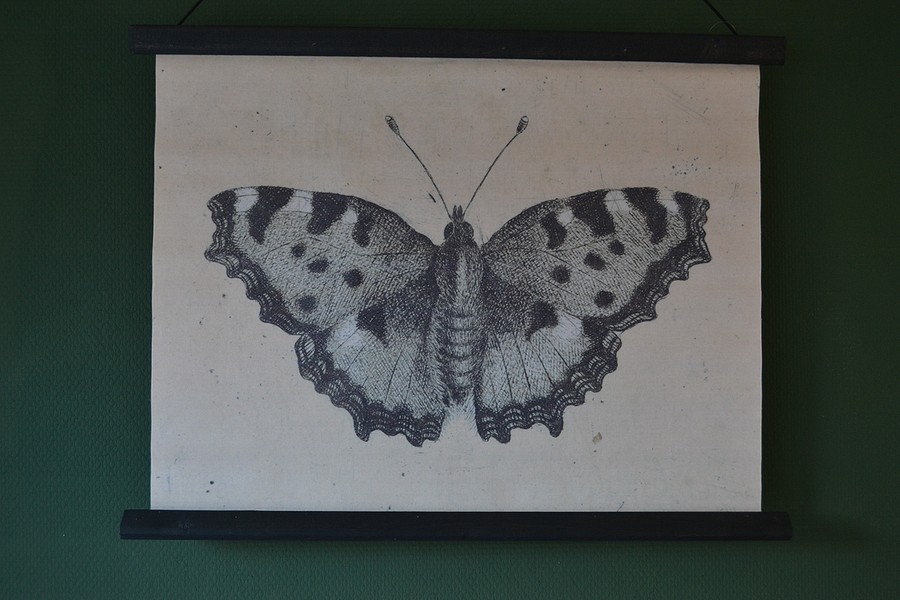 Wandkaart vlinder