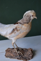 Witte goud fazant