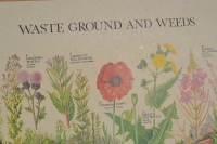Schoolplaat “Waste ground and weeds”