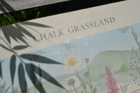 Schoolplaat “Chalk grassland”