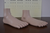 Anatomisch model voet