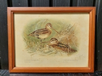 Vintage vogel prenten