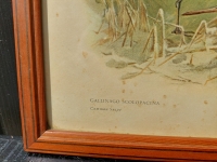 Vintage vogel prenten