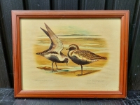 Vintage vogel prenten