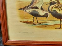 Vintage vogel prenten