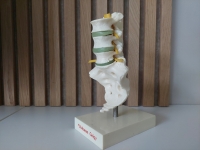 Anatomisch model wervelkolom