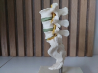 Anatomisch model wervelkolom