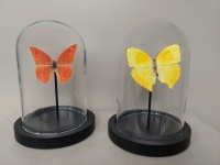 Taxidermie, vlinder in stolp #1