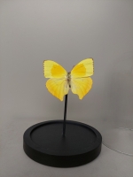 Taxidermie, vlinder in stolp #1