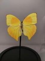 Taxidermie, vlinder in stolp #1