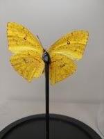 Taxidermie, vlinder in stolp #1