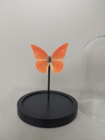 Taxidermie, vlinder in stolp #2