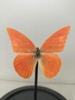 Taxidermie, vlinder in stolp #2