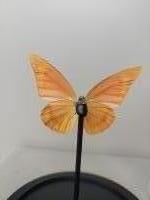 Taxidermie, vlinder in stolp #2