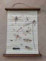 Wandkaart libelle #2