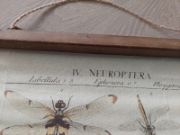 Wandkaart libelle #2