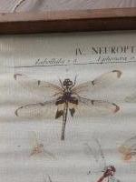 Wandkaart libelle #2