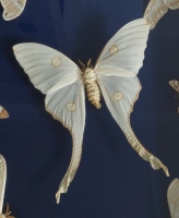 Taxidermie, ingelijste vlinderkast