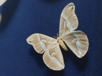 Taxidermie, ingelijste vlinderkast