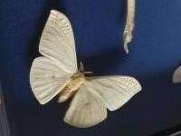 Taxidermie, ingelijste vlinderkast