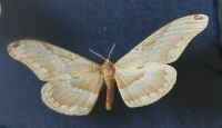 Taxidermie, ingelijste vlinderkast